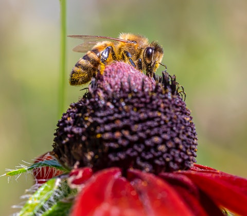 Bi suger nektar från en blomma